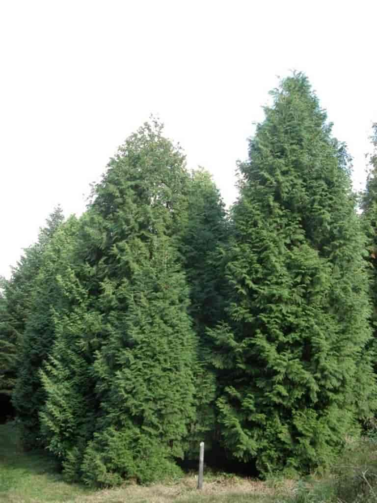 Thuja occidentalis