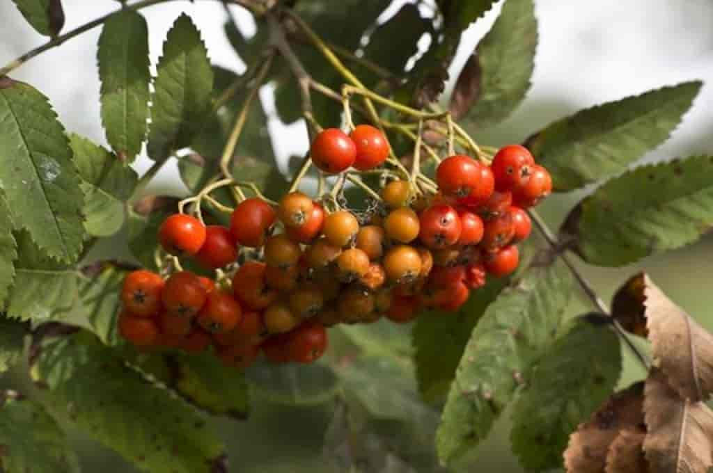 Sorbus aucuparia