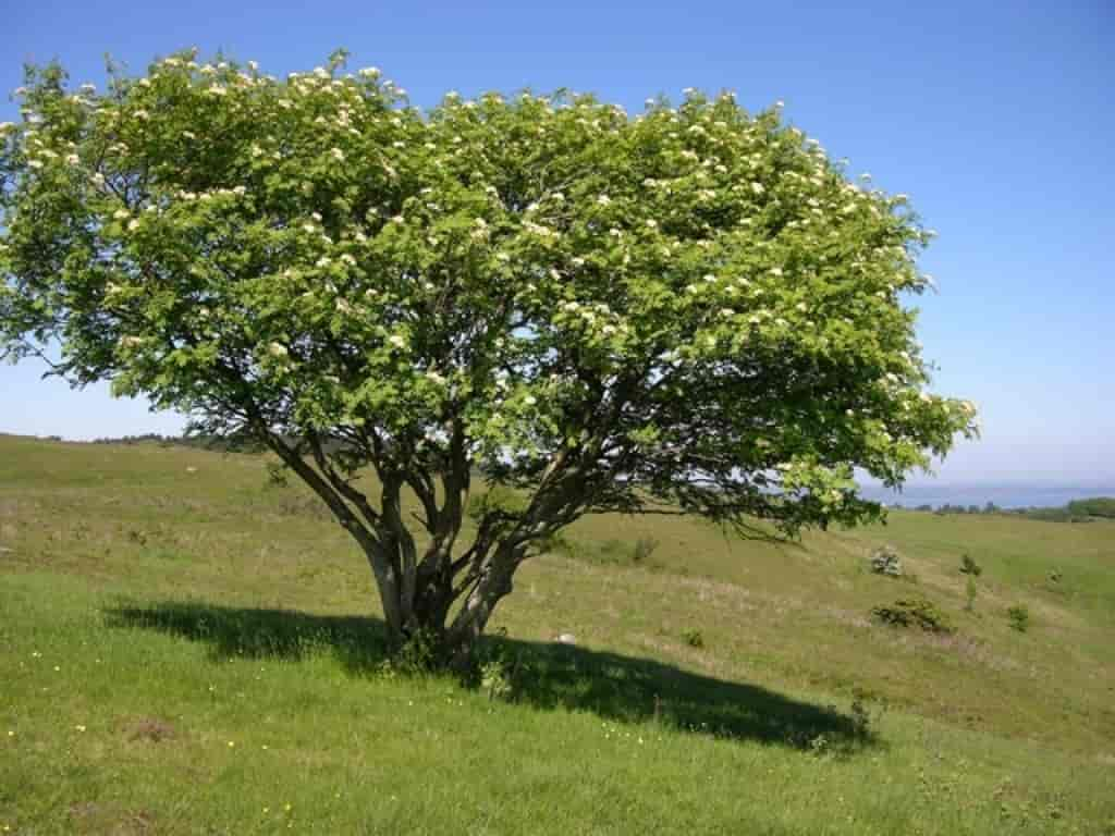 Sorbus aucuparia