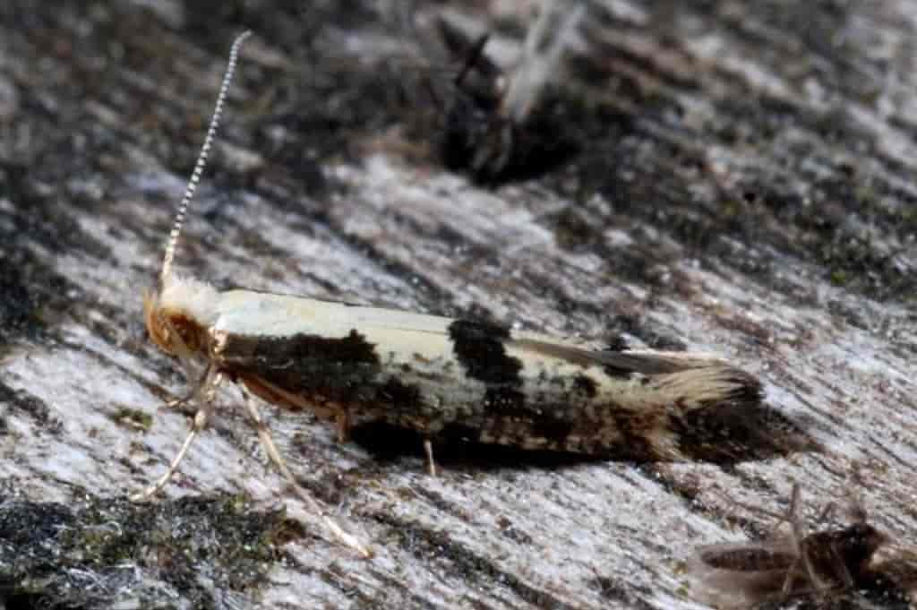 Argyresthia conjugella