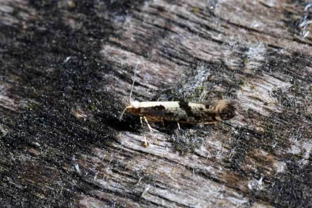 Argyresthia conjugella