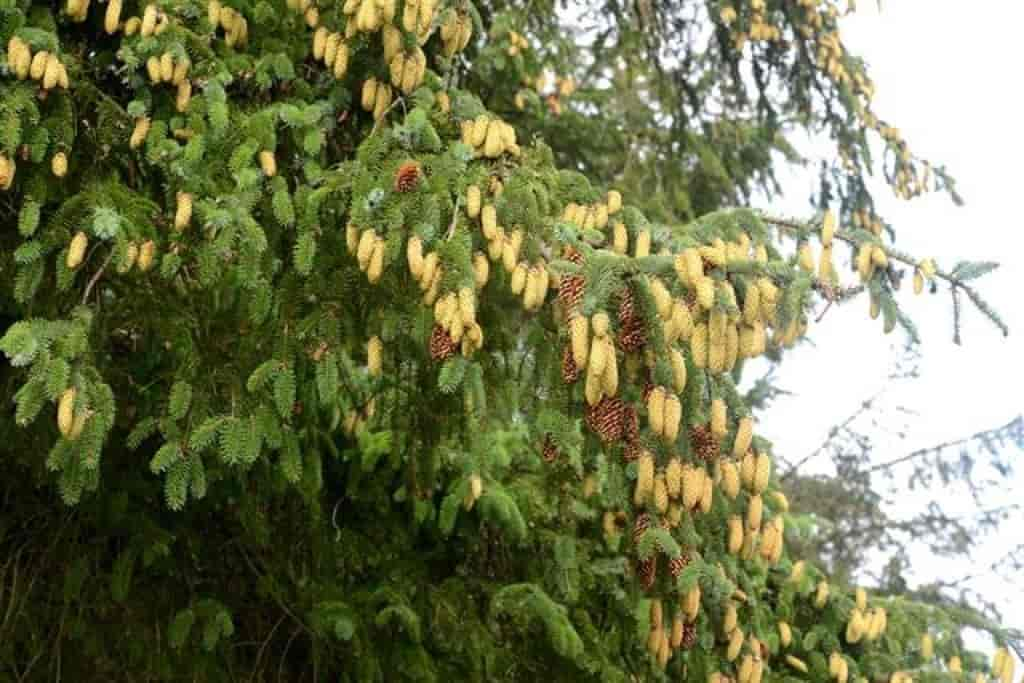 Picea sitchensis