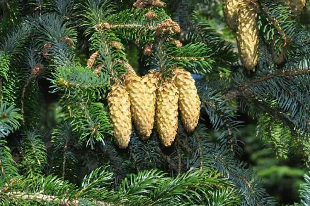 Picea sitchensis