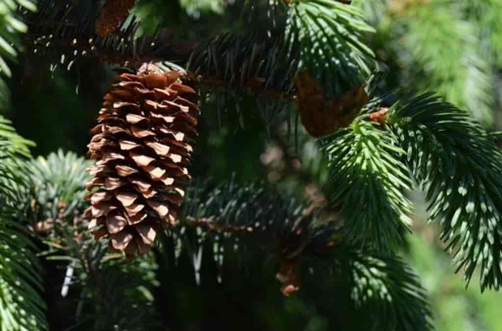 Picea sitchensis