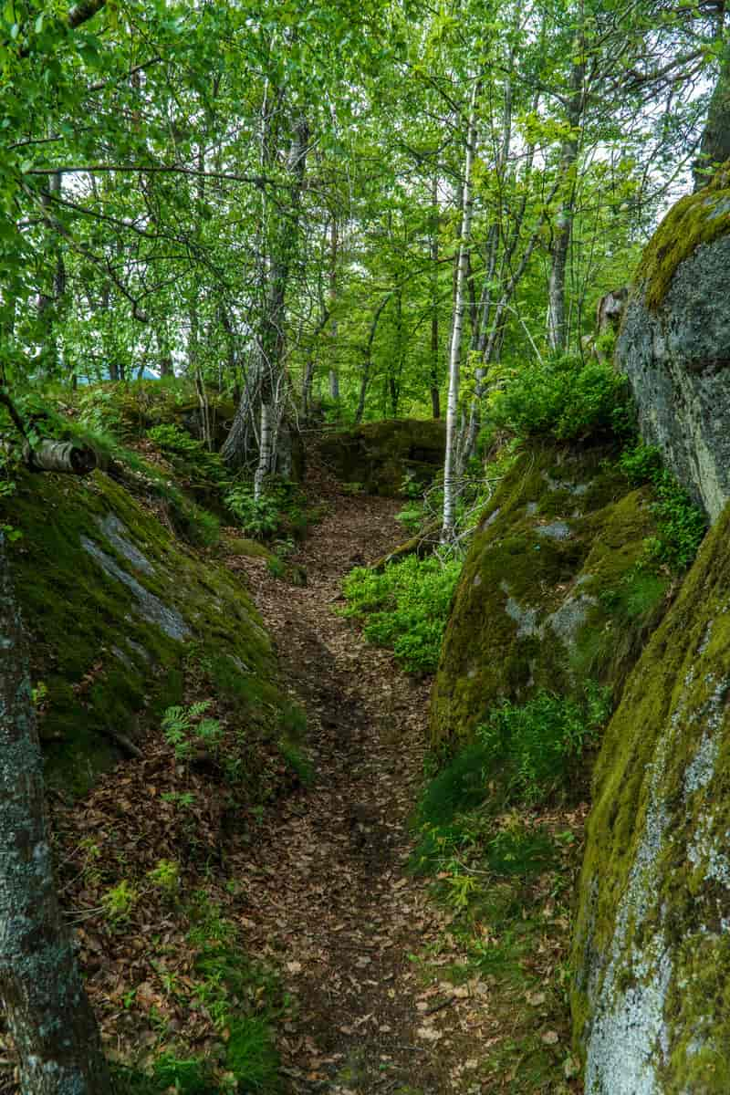 Bøkeskogen i Larvik