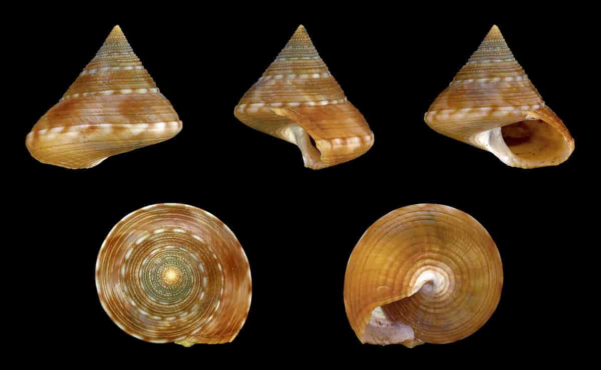 Stor kjeglesnegl, Calliostoma zizyphinum