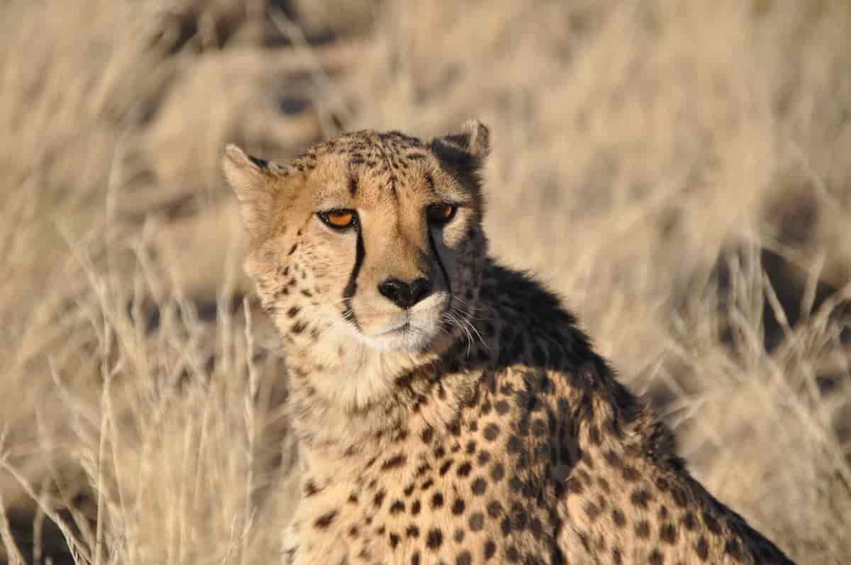 Gepard Namibia