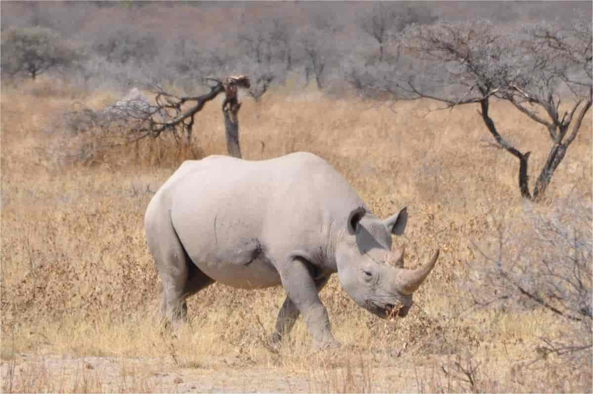 Afrikanske neshorn