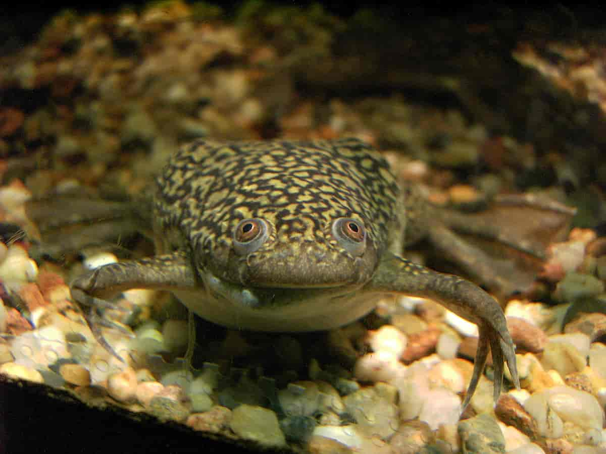 Sporefrosk Xenopus laevis