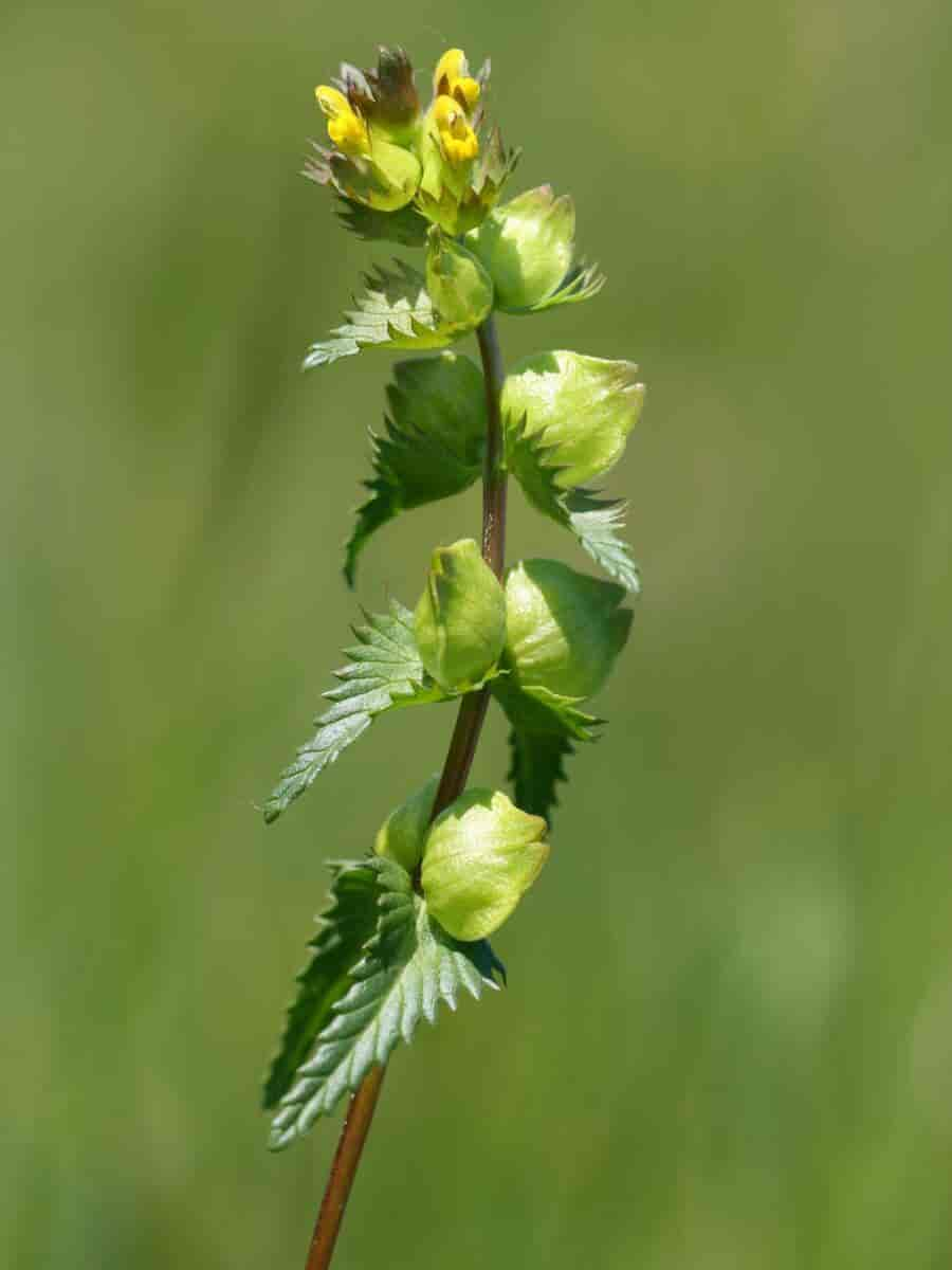 Rhinanthus minor, småengkall.