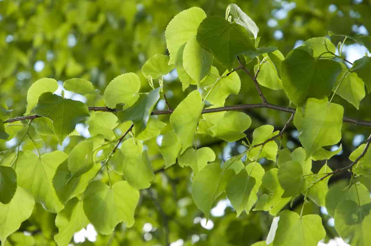 Lind Tilia cordata