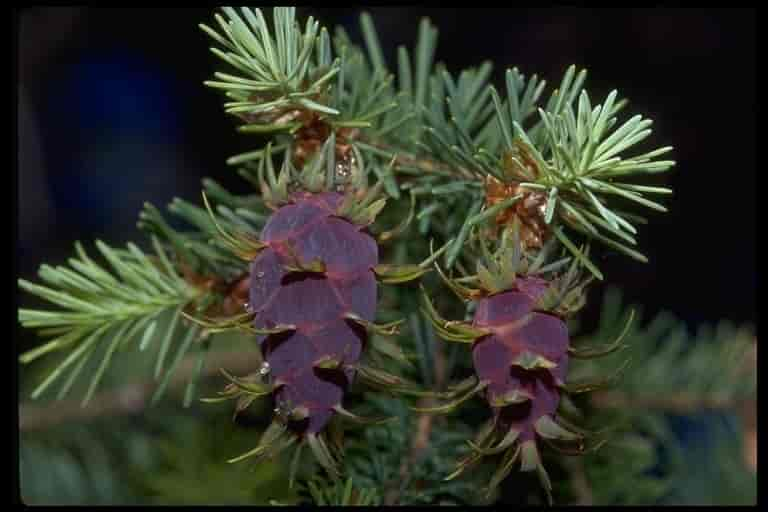 Unge hunnkongler hos Pseudotsuga menziesii, douglasgran.