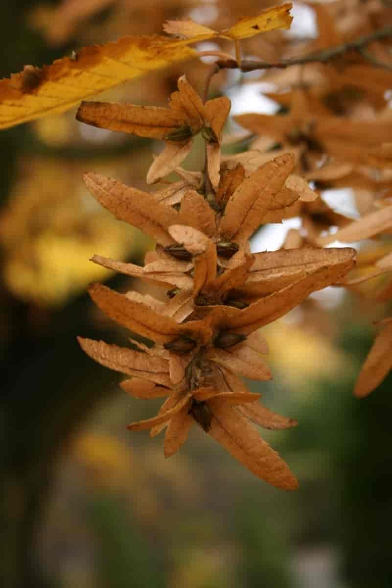 Frukter med støtteblad hos Carpinus betulus, agnbøk.