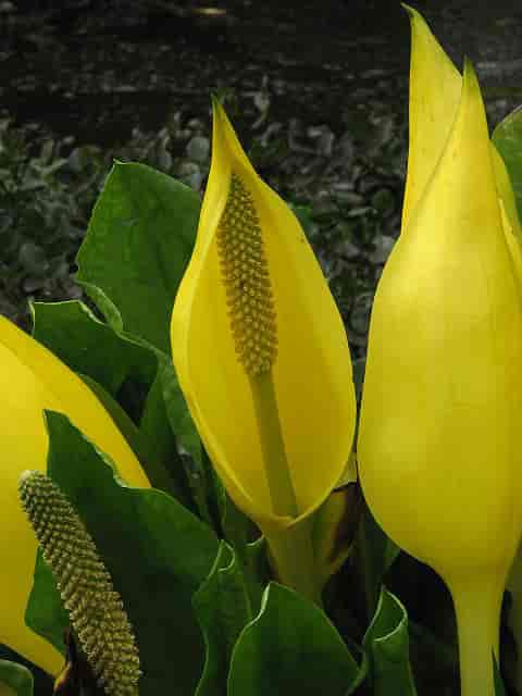 Lysichiton americanus, skunkkala.