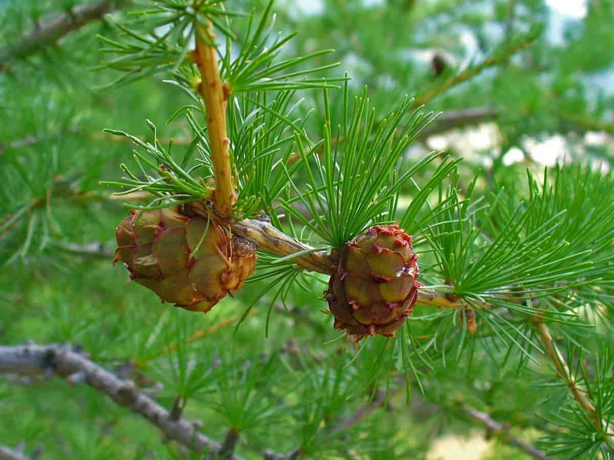 Larix decidua, europalerk.