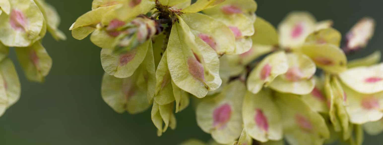 Frø og frukt av alm, Ulmus glabra