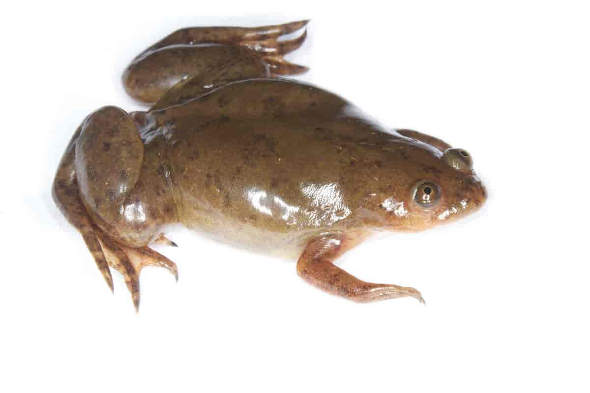 Xenopus laevis