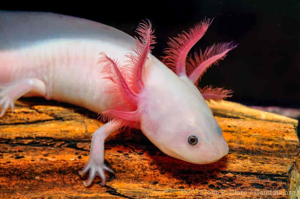 Axolotl