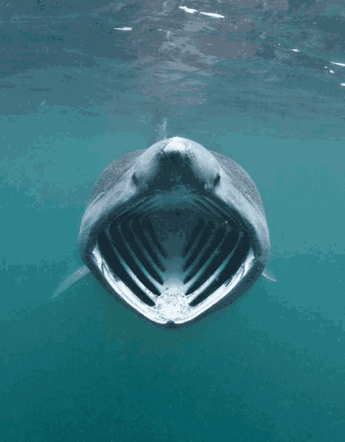 a shark is swimming in the water with its mouth open