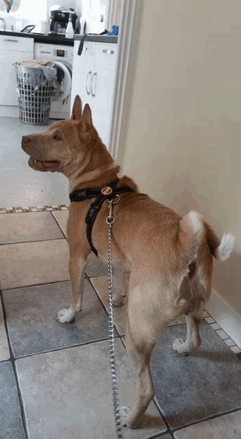 a brown dog on a leash in a kitchen with a laundry basket in the background