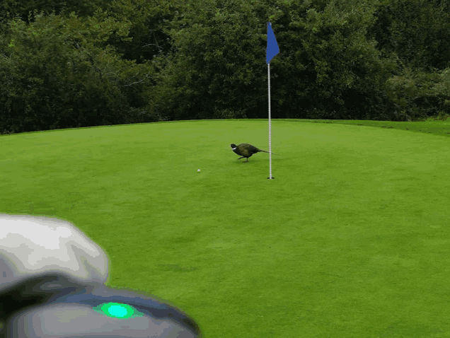 a pheasant on a golf course with a green flag in the background