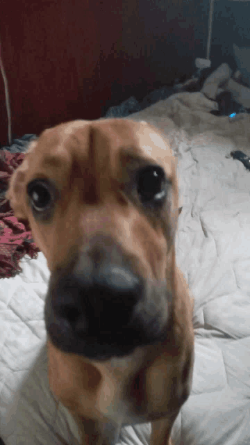 a close up of a brown dog 's face looking at the camera