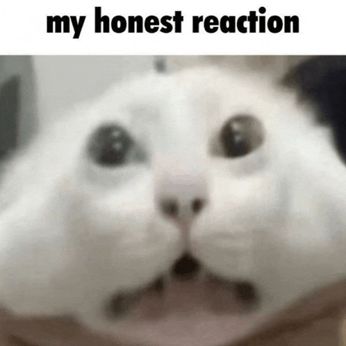 a close up of a cat 's face with the words my honest reaction above it .