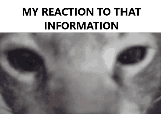 a close up of a cat 's eyes with the words " my reaction to that information " below it