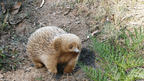 a small hedgehog is standing in the dirt and grass