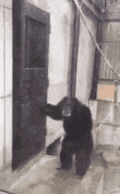 a chimpanzee is standing in front of a door in a building .