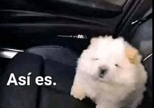 a small white dog is sitting in the back seat of a car with the words así es written above it .