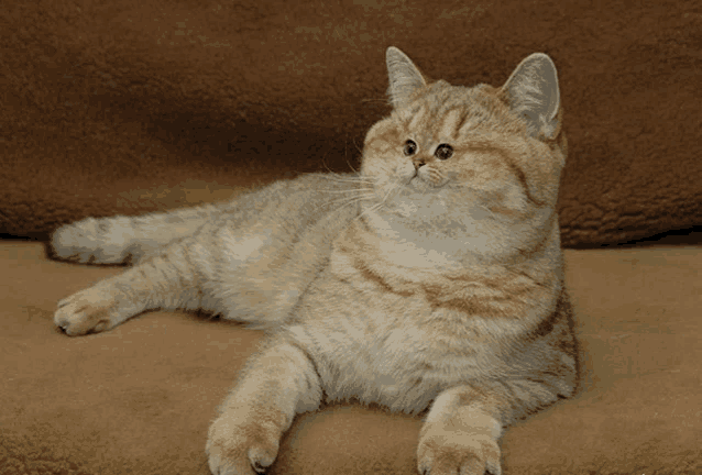 a cat laying down on a brown blanket looking at the camera