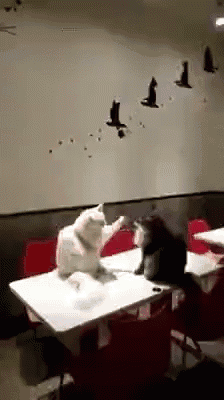 two cats are fighting on a table in a room with birds on the wall .