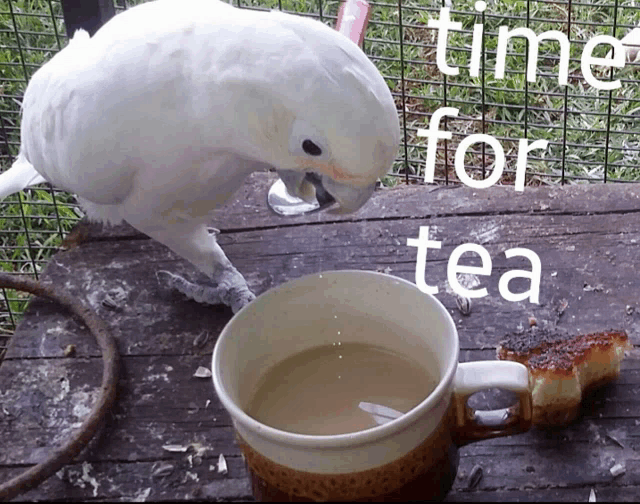 a white parrot standing next to a cup of tea with the words time for tea above it