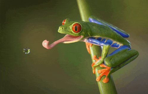 a green frog with red eyes is sticking its tongue out at a drop of water