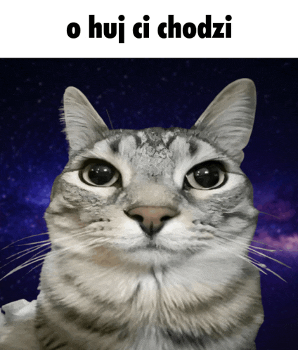 a picture of a cat with a caption that says o hui ci chodzi