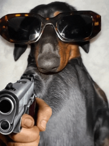 a dachshund wearing sunglasses is pointing a gun