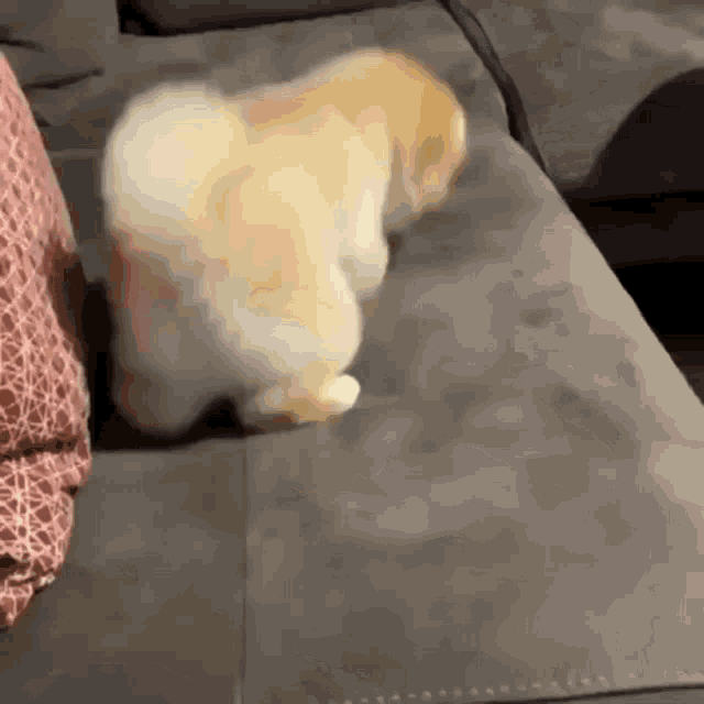 a small dog is walking on a couch next to a pink pillow .