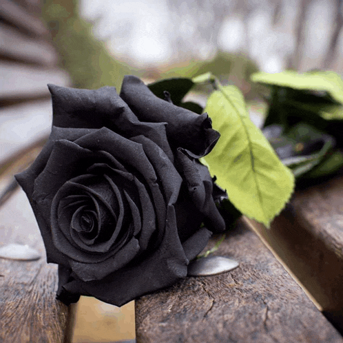 a black rose is sitting on a wooden bench next to a green leaf