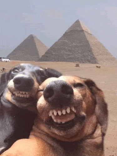 two dogs are taking a selfie in front of the pyramids in the desert .