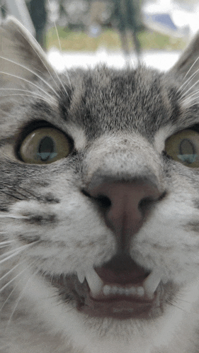 a close up of a cat 's face shows its teeth