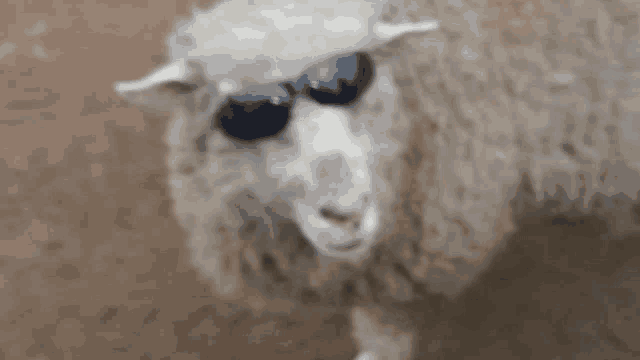 a close up of a sheep wearing sunglasses looking at the camera