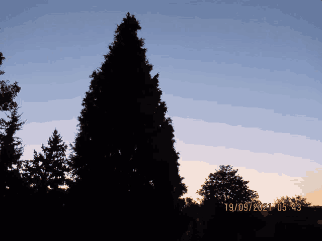 a tree silhouetted against a blue sky with the date 19/09/21