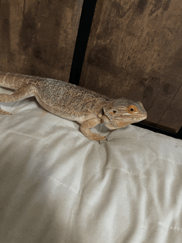 a lizard laying on a bed with a wooden background