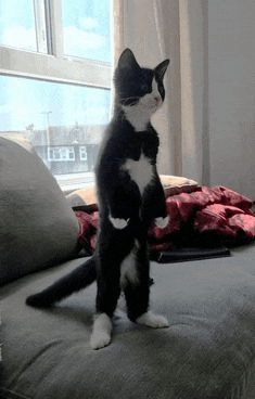 a black and white cat is standing on its hind legs on a couch next to a window .