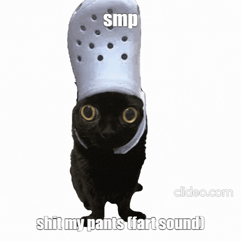 a black cat wearing a white croc on its head with the caption smp shit my pants