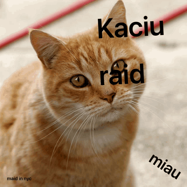 a cat with raid miau and kaciu written on its face