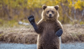 a brown bear is standing on its hind legs in a river and waving .