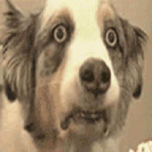 a close up of a dog 's face with a surprised look on his face .