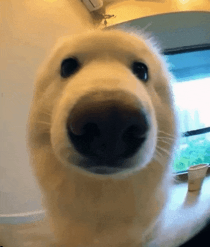 a close up of a dog 's nose looking at the camera with a cup in the background .